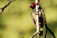 Campephilus guatemalensis 