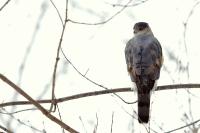 Accipiter striatus