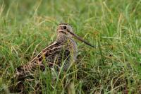 Gallinago stenura         