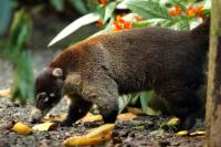 White-nosed coati