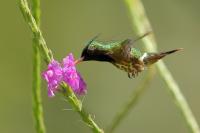 Lophornis helenae