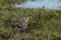 Gallinago stenura         