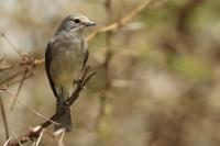 Melaenornis fischeri