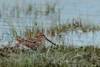 Gallinago stenura         