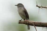 Melaenornis fischeri