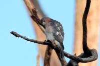 Accipiter badius