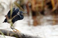 Egretta ardesiaca