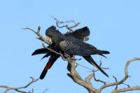 Calyptorhynchus banksii