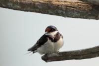 Hirundo albigularis