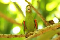 Aratinga leucophthalmus