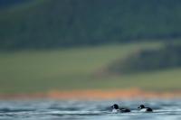 Mongolia fauna 