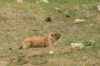 Bobak Marmot