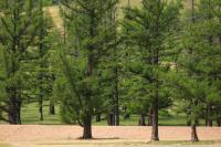 Mongolia flora