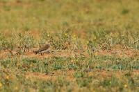 Charadrius veredus