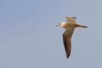 Charadrius veredus