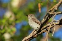 Muscicapa dauurica