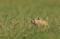 Mongolian Pika