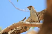 Muscicapa dauurica