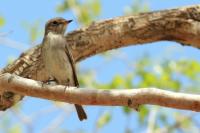 Muscicapa dauurica