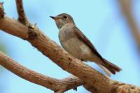 Muscicapa dauurica