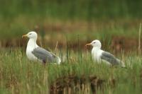 Larus vegae mongolicus