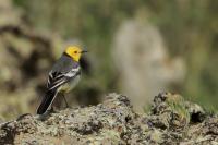 Mongolia fauna 