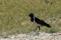 Corvus dauuricus