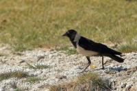 Corvus dauuricus