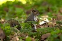 Eastern gray squirrel