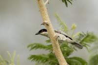 Zambia - FAUNA