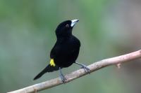 ECUADOR-FAUNA