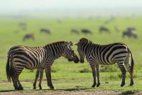 Grant's zebra