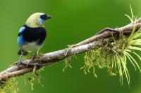 Tangara larvata