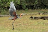 Ardea goliath