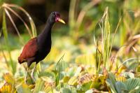 ECUADOR-FAUNA