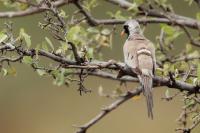 Oena capensis