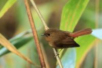 Ficedula tricolor