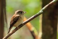 Muscicapa muttui