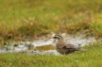 Mimus saturninus