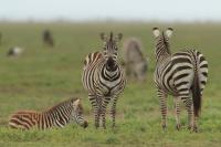 Grant's zebra