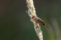 Estrilda astrild
