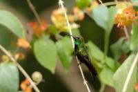 Riccordia swainsonii 