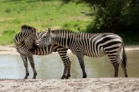 Grant's zebra