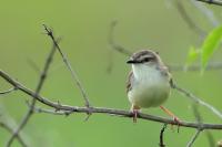 Prinia inornata
