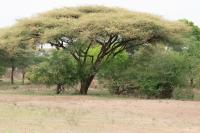 Botswana - FLORA