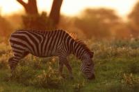Grant's zebra