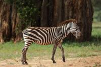 Grant's zebra