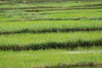 Sri Lanka Landscape