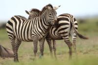Grant's zebra