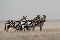 Grant's zebra
